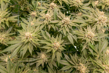 female blossom marijuana SoG Sea of Green net hemp cultivation technique Growing pot indoor bloom stage growth Medical