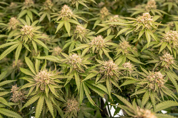 female blossom marijuana SoG Sea of Green net hemp cultivation technique Growing pot indoor bloom stage growth Medical