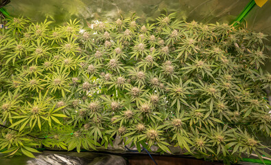 female blossom marijuana SoG Sea of Green net hemp cultivation technique Growing pot indoor bloom stage growth Medical