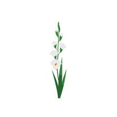 Obraz premium White gladiolus flower stem with green leaves on white background, minimal floral vector illustration