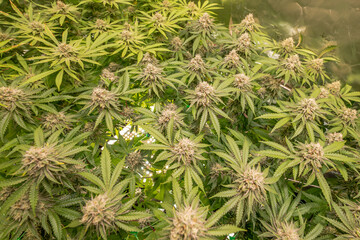female blossom marijuana SoG Sea of Green net hemp cultivation technique Growing pot indoor bloom stage growth Medical