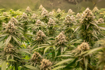 female blossom marijuana SoG Sea of Green net hemp cultivation technique Growing pot indoor bloom stage growth Medical