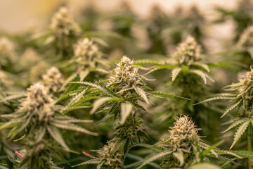 female blossom marijuana SoG Sea of Green net hemp cultivation technique Growing pot indoor bloom stage growth Medical