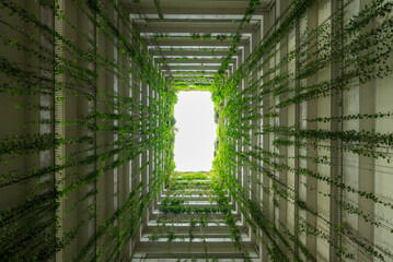 Green Vertical Garden Courtyard Looking Up Through Modern Building Architecture