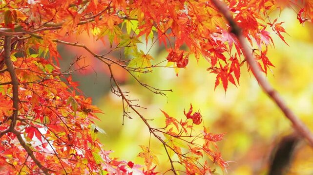 Autumn, close-up of maple trees, the season of autumn leaves