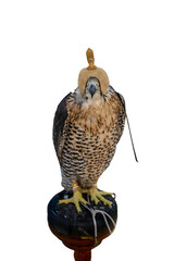 Domesticated Falcon in Doha, Qatar, Isolated 