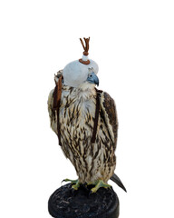 Domesticated Falcon in Doha, Qatar, Isolated 