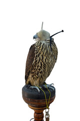 Domesticated Falcon in Doha, Qatar, Isolated 