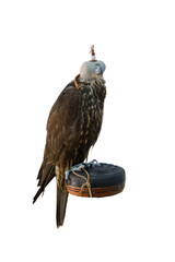 Domesticated Falcon in Doha, Qatar, Isolated 