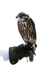 Domesticated Falcon in Doha, Qatar, Isolated 