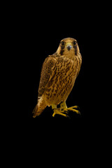 Domesticated Falcon in Doha, Qatar, Isolated 