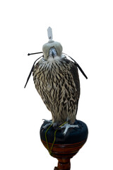 Domesticated Falcon in Doha, Qatar, Isolated 