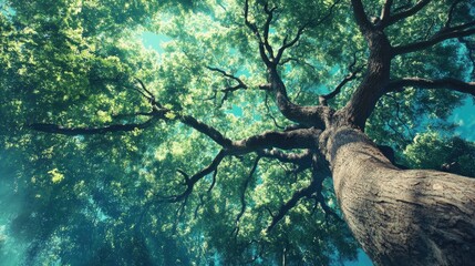 view of trees in the forest