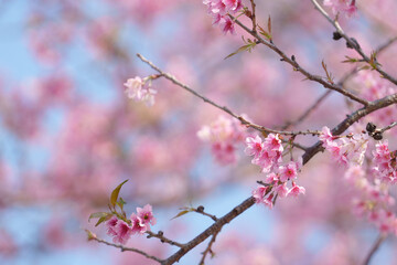 Soft focus Cherry blossoms, Pink flowers background.