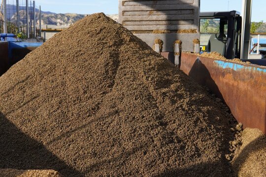 A pile of olive pomace. Sansa loaded into a container at the oil mill. Sansa is made from olive pits, peel, and pulp.