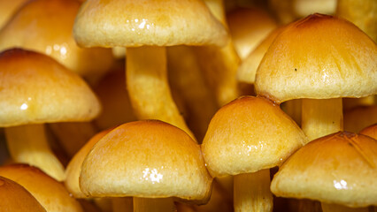 Wie kleine Lichter im herbstlichen Schattenwald stehen sie da – goldene Hüte, glänzend vom Tau, eng aneinandergeschmiegt wie eine geheime Gemeinschaft. Pilze – still, geheimnisvoll und voller Leben