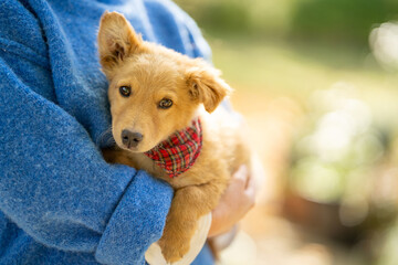 Woman wearing blue pullover holds red adopted puppy on her hands