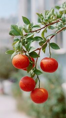Obraz premium Ripe Round Red Citrus Fruits Hang in Clusters on a Branch with Green Leaves Outdoors in Bright Sunlight with Blurred City Buildings in the Background
