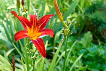 Obraz premium Cosmetic red sharm on green.Scarlet lily in the garden