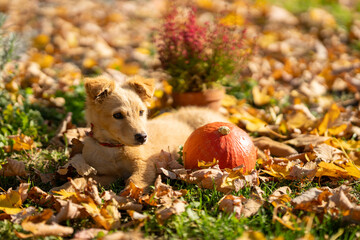 Small red puppy with pumpkins