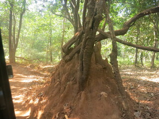 Tree roots enveloping a tall termite mound, Goa, India, February, 2015