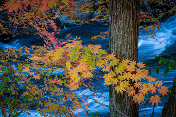 진조리계곡단풍