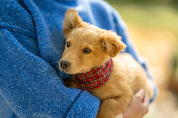 Woman wearing blue pullover holds red adopted puppy on her hands