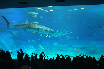 【沖縄】美ら海水族館の水槽