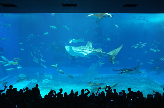 【沖縄】美ら海水族館の水槽