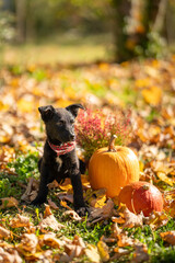 Small black puppy mixed breed with pumpkins