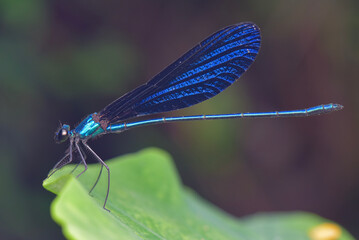 dragonfly on a leaf