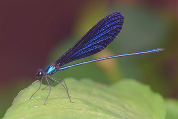 dragonfly on a leaf