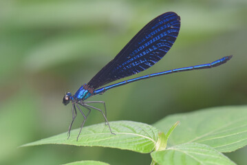 dragonfly on a leaf