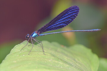 dragonfly on a leaf