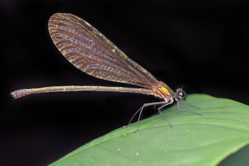 dragonfly on a leaf