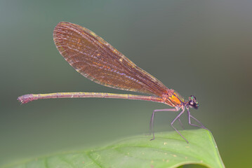 dragonfly on a leaf