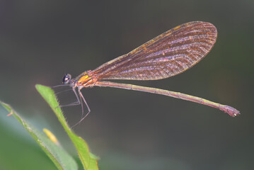 dragonfly on a leaf