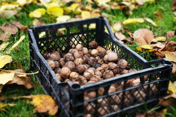 Autumn walnuts outside around of colorful leaves background