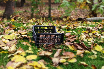Autumn walnuts outside around of colorful leaves background