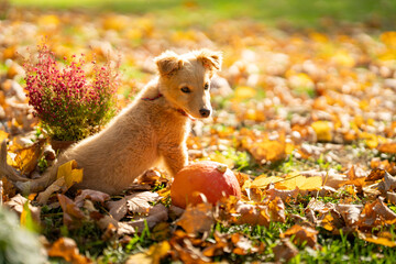 Small red puppy with pumpkins