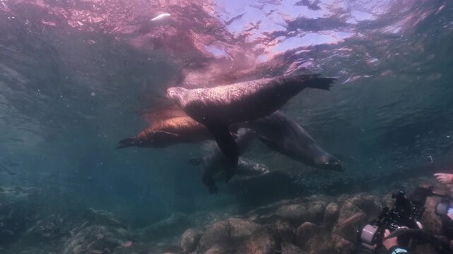 a pack of sealions float and have a sunbath on the surface, a school of sardines swim around the sealions in slow motion 4k high resolution cinematic underwater 