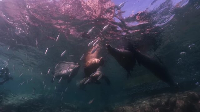 a pack of sealions float and have a sunbath on the surface, a school of sardines swim around the sealions in slow motion 4k high resolution cinematic underwater 