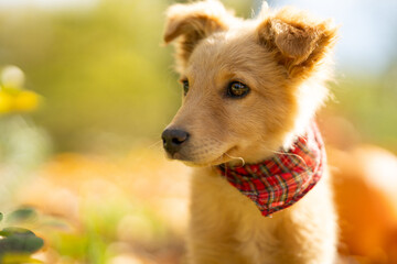 Portrait of red puppy with tie