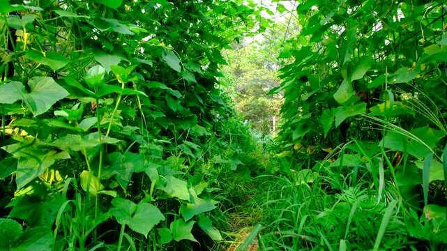 Rising camera from ground level revealing blooming variety of cucumber plants climbing or tangling all over arch shape trellis made from cattle panels
