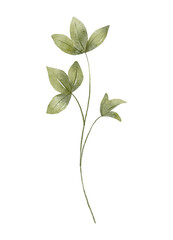 Leaves watercolor, hand painting floral illustration. Green leaf, plant, foliage, branch isolated on white background.	
