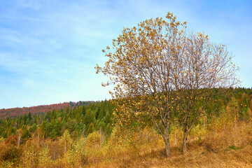 A calm, peaceful mood for dreaming.Autumn silence