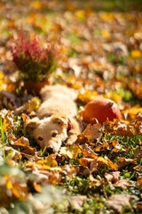 Small red puppy with pumpkins