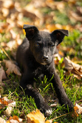 Portrait of small black puppy mixed breed