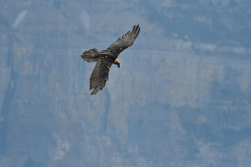 quebrantahuesos en el pirineo