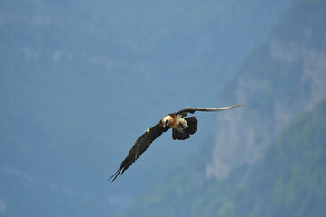 quebrantahuesos en el pirineo